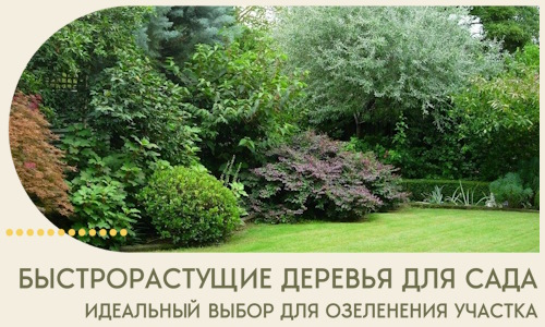 Быстрорастущие деревья для сада идеальный выбор в Чите