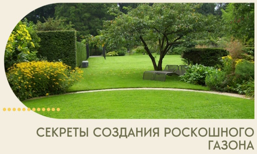 Секреты создания роскошного газона в Чите